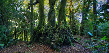 Antarctic Beech Trees - Springbrook  - QLD (PB5D 00 U3A3924) (1)